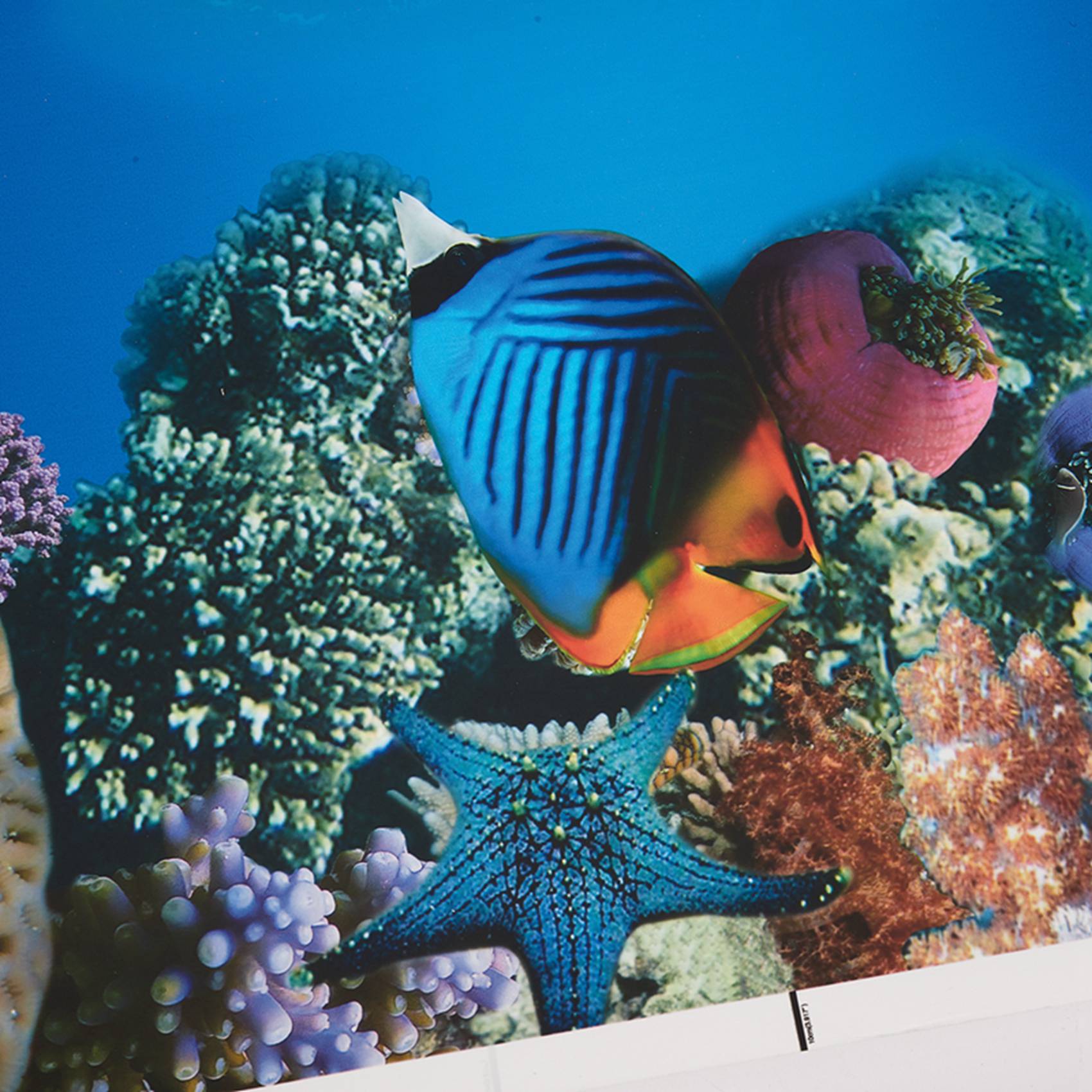 Fish In Aquarium Picture - A77I Aquarium Background Paper HD Picture