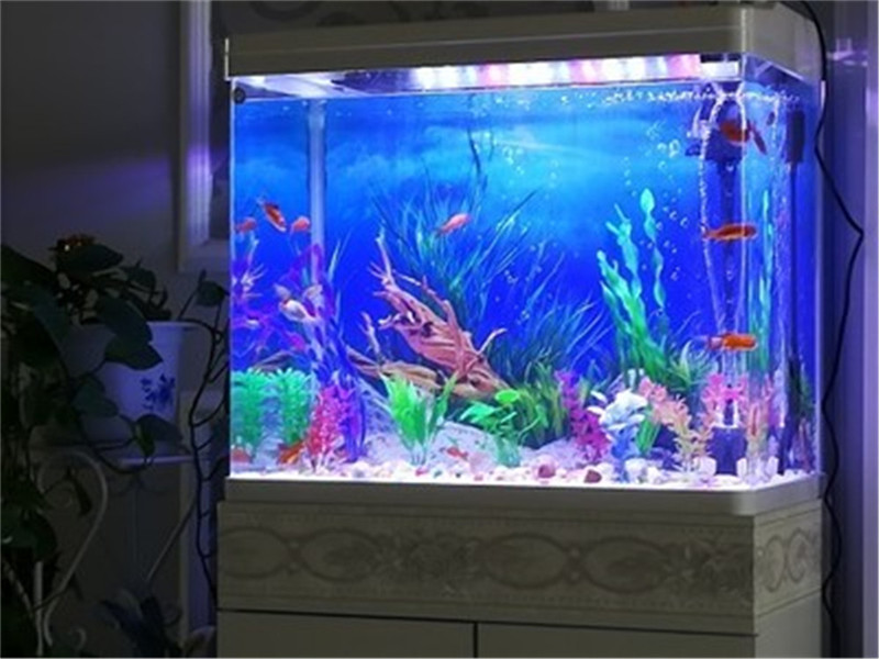 Fish In Aquarium Picture - 30CM 40CM High Glossy Double Sided