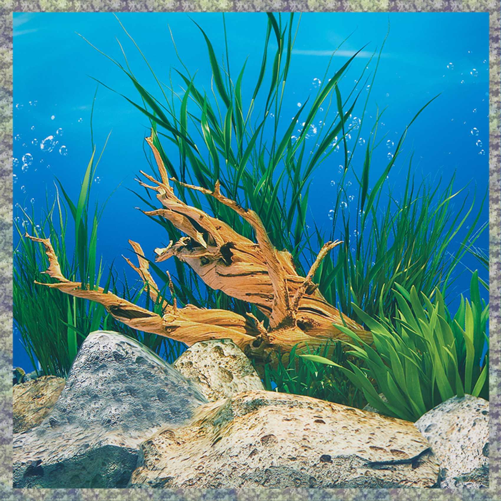 Fish In Aquarium Picture - WON Aquarium Background Paper HD Picture