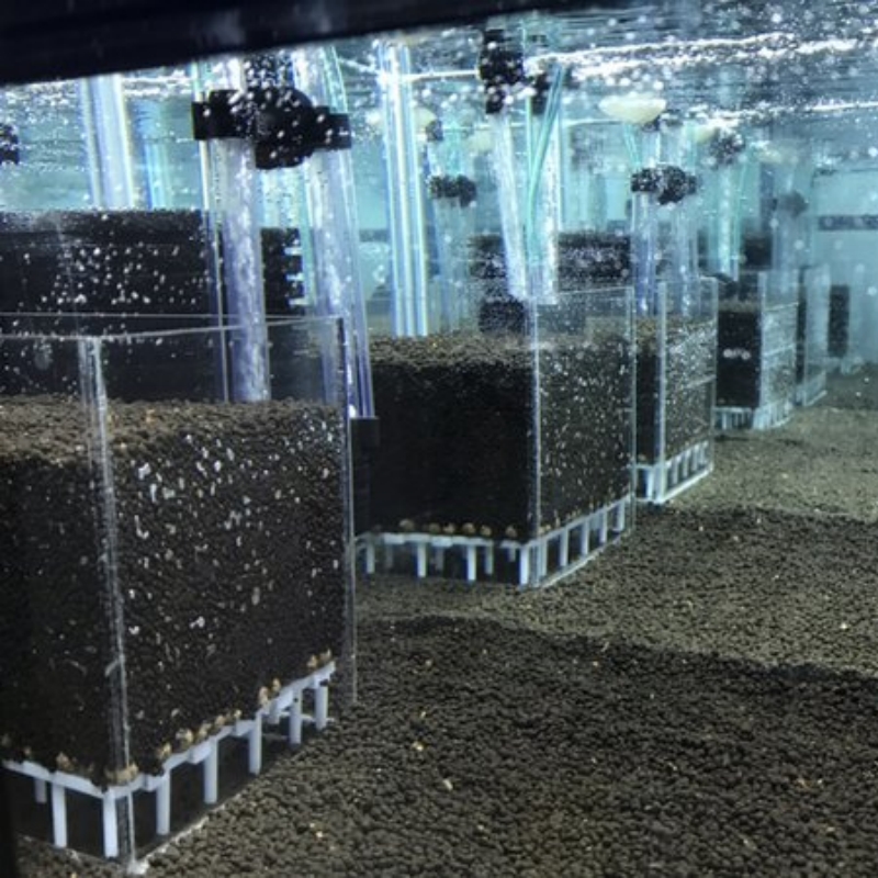 Transparent Acrylic Shrimp Fis - огляд і ціна Aquarium Fish Reproduction